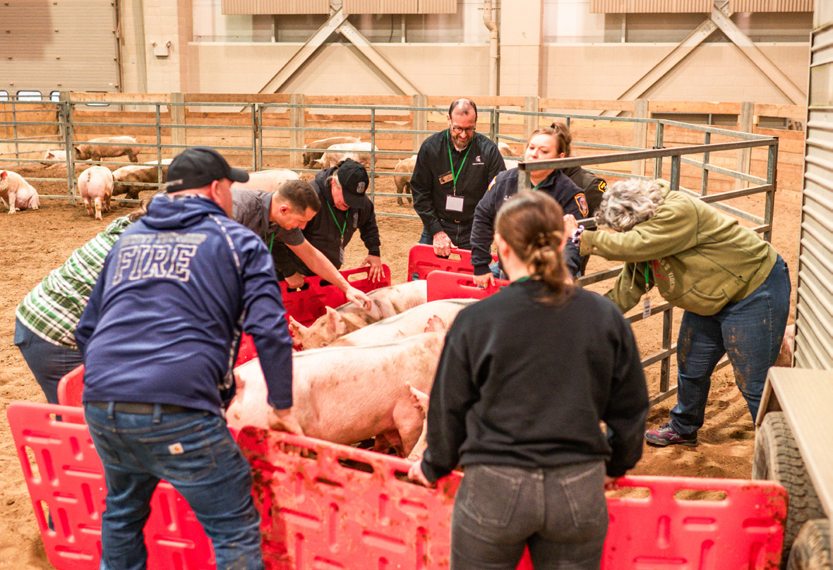 Practicing moving pigs.jpeg